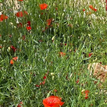 בית הארחה Aquarius In Cassis, D'hotes 4*